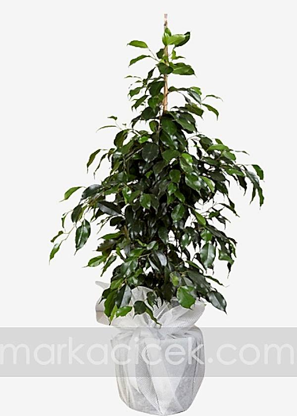 Ficus Benjamin (100 cm)