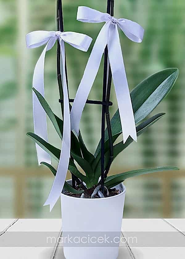 Beyaz Phalaenopsis Orkide