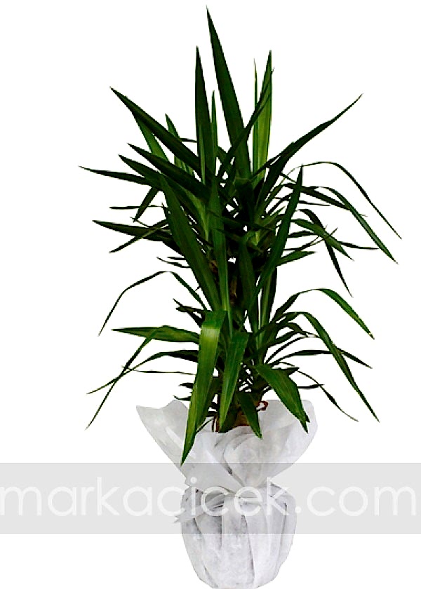 Yucca Bitkisi (2 Köklü)
