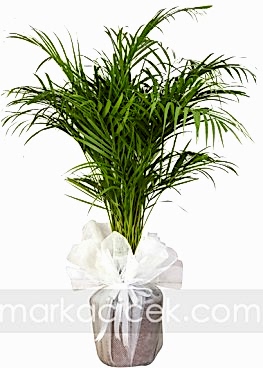 Areca Bitkisi