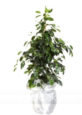 Ficus Benjamin (100 cm)