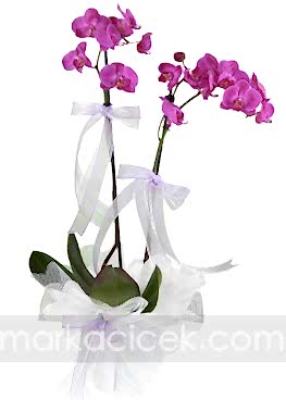 Fuşya 2 dal Phalaenopsis Orkide