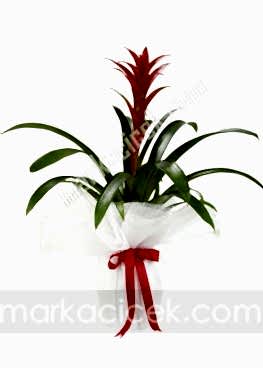 Guzmania Bitkisi