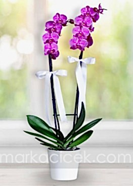 Fuşya Phalaenopsis Orkide
