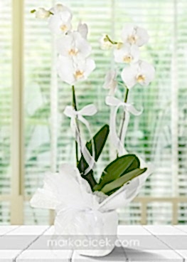 Beyaz 2 dal Phalaenopsis Orkide