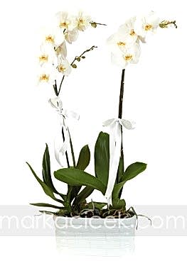 Phalaeneopsis Orkide 2 Adet