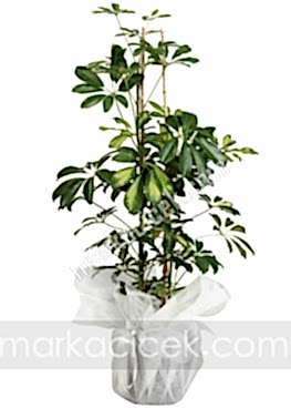 Schefflera