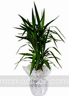 Yucca Bitkisi (2 Köklü)