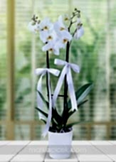 Beyaz Phalaenopsis Orkide