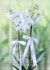 Beyaz Phalaenopsis Orkide