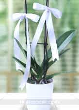Beyaz Phalaenopsis Orkide