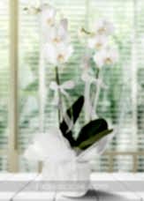 Beyaz 2 dal Phalaenopsis Orkide